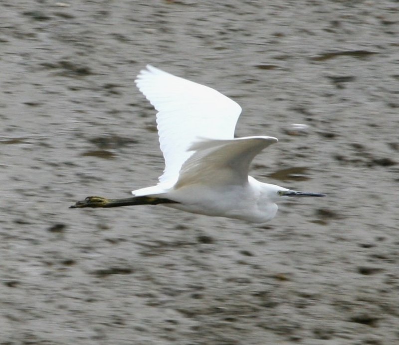 Little Egret