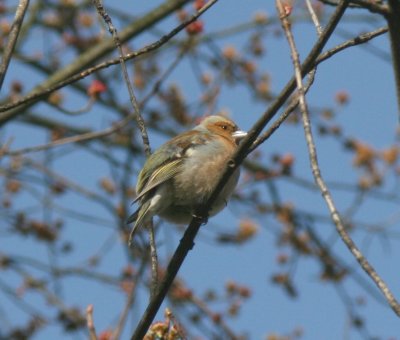 Little bird is a bit tatty around the feathers,