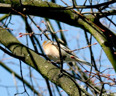 A Chaffinch, very rare in London now.