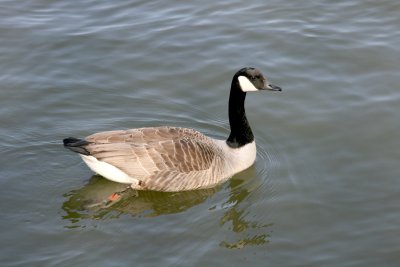 Canada Goose with a ring on its leg.