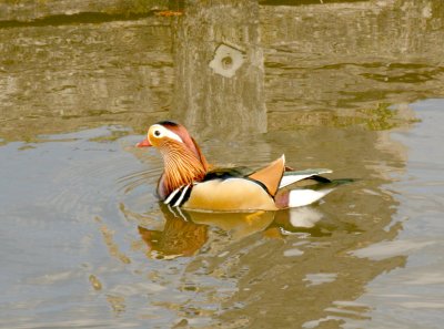 A Mandarin duck.