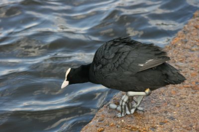 Coot have very large feet for their size.