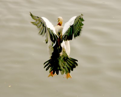 Egyptian goose landing.