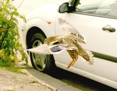 Confused duck nearly flies into open van door.