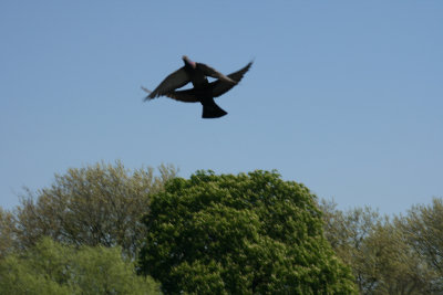 Mutated pigeon with 4 wings.