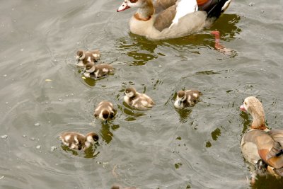 Young Egyptian Geese.