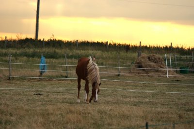 Grazing, in the evening.