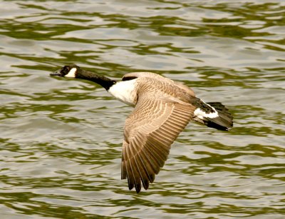 Canada goose ready to land.