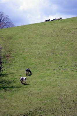 Cows on a Hillside