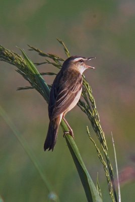 Rokitniczka (Acrocephalus schoenobaenus)