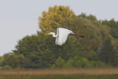 Czapla biała (Egretta alba)