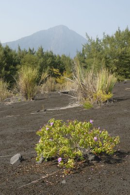 _DSC0220.jpg