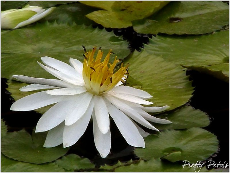 White Petal Lily