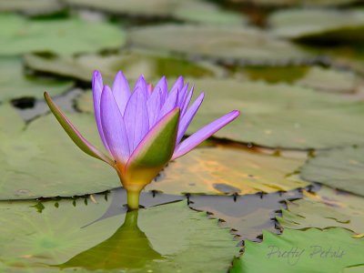 Water  Lily 05