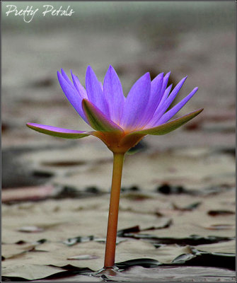 Water Lily 07