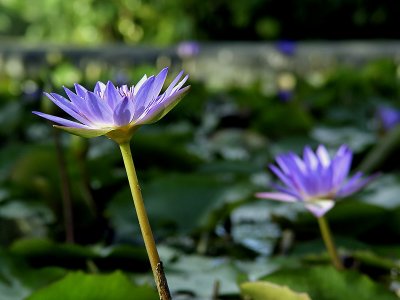 Water Lily 05