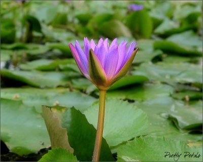 Water Lily 03