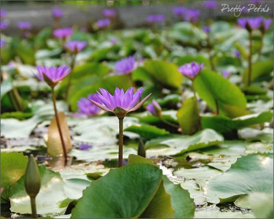 Bountiful Water Lilies