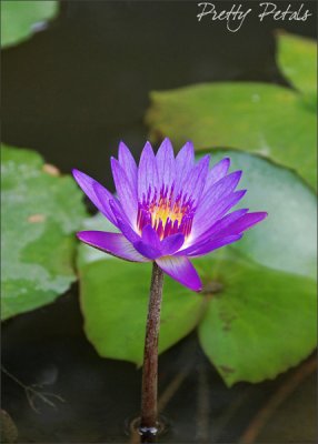 Water Lily 09 (Nikon)