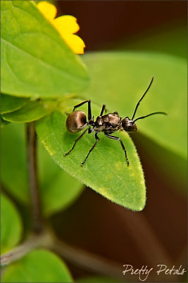 Crawly Ant