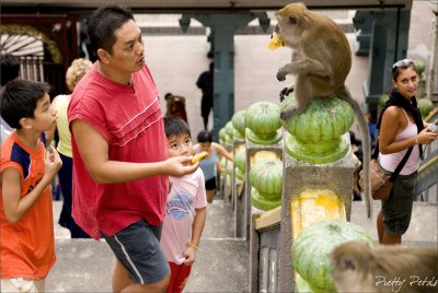 Oh Boy! This Monkey Is Really Famished