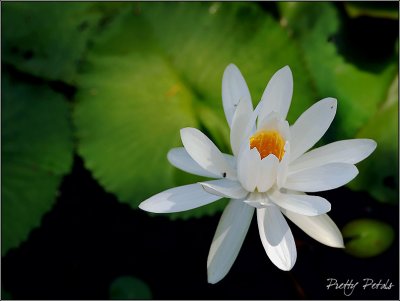 The White Lily (01)