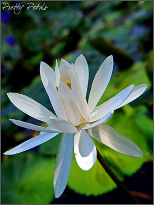 The White Lily (02)