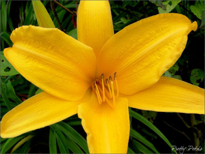 Yellow Petals