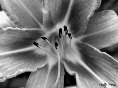 Close-Up