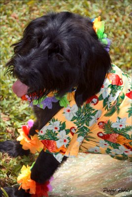 Hawaii Dog