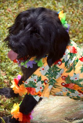 Hawaii Dog