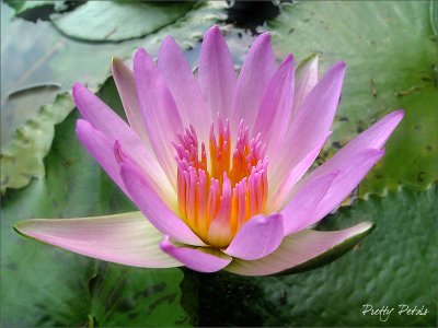The Lotus & The Lily