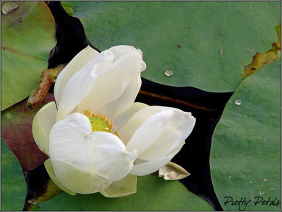 The White Lotus