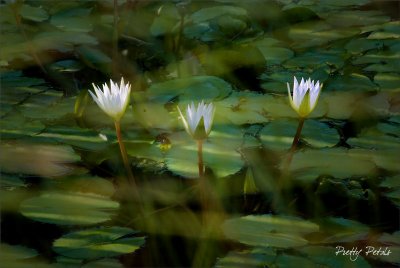 The White Lilies