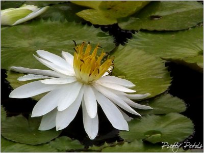 White Petal Lily