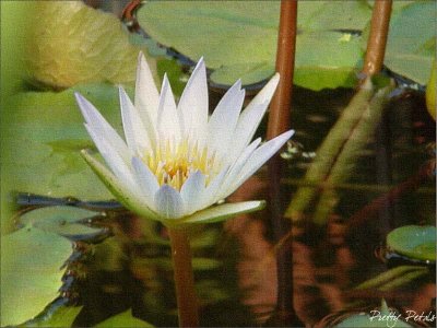 The Tropical Water Lily