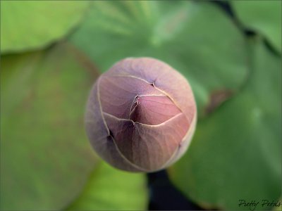 Close Up Bud