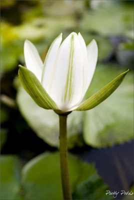 Luminous White Lily