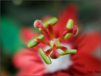 Passion Flower