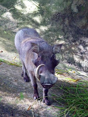 Wild Boar