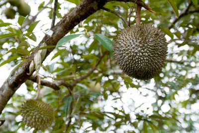 The Durian Fruit
