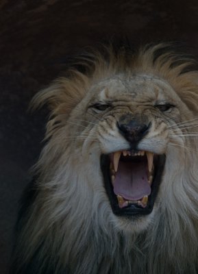 Lion's Mouth (original image)
