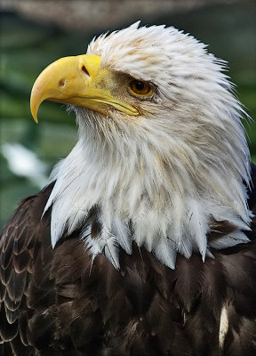 Portrait of an Eagle (Original Photo)