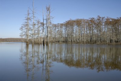 Big River Swamp