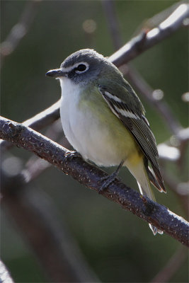 Vireo a tete bleue-1.jpg