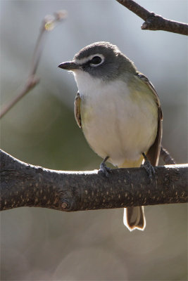 Vireo a tete bleue-2.jpg