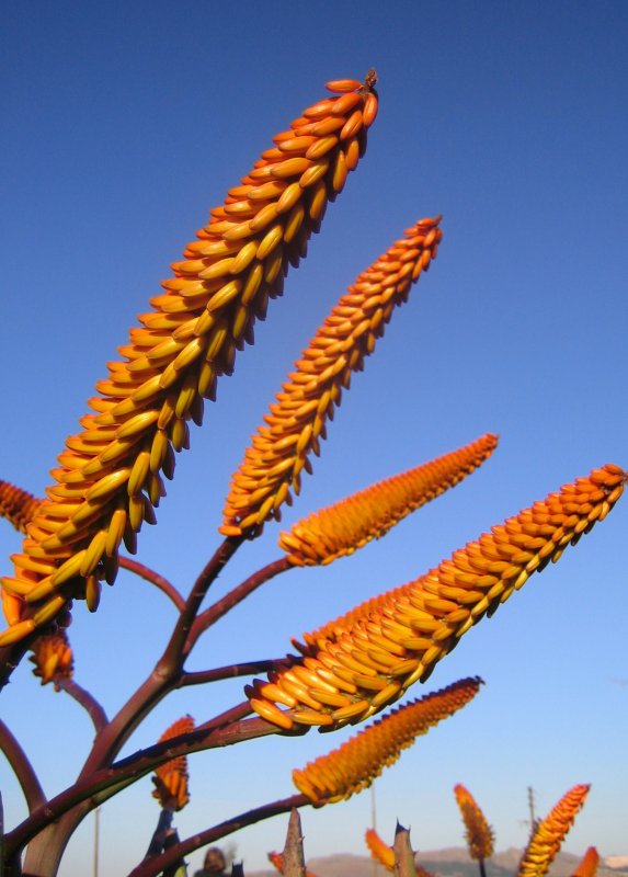mystery plant life