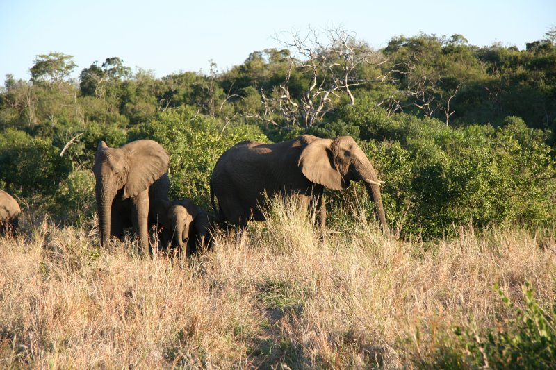 elephant