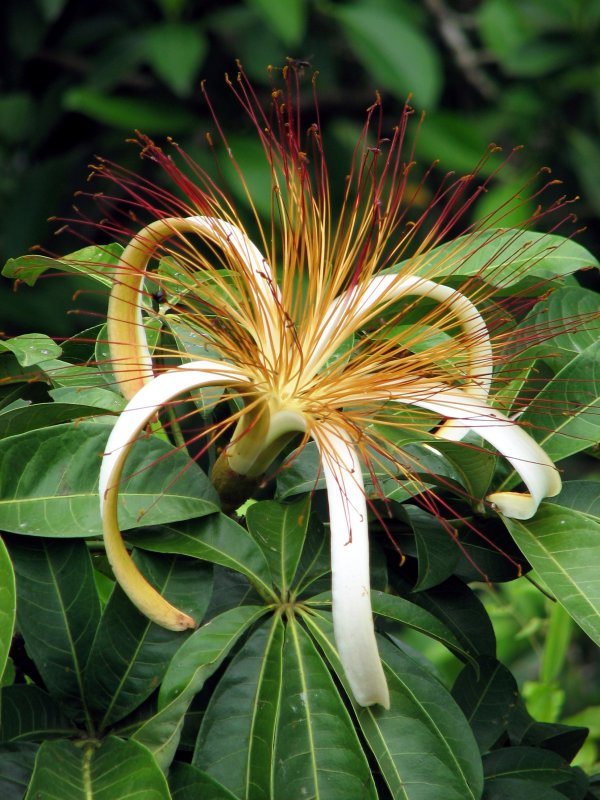 Pachira aquatica