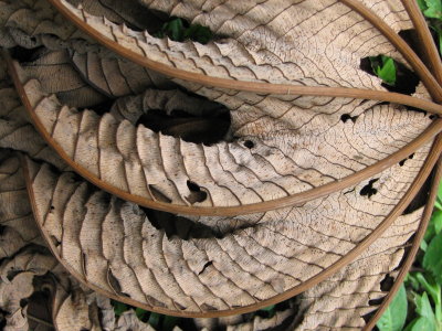 cecropia leaf